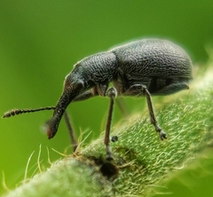 Auletini