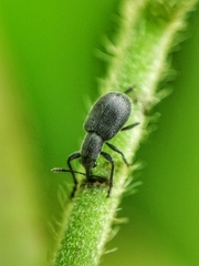 Auletini