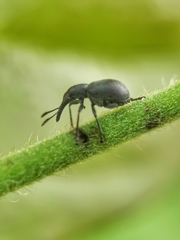 Auletini