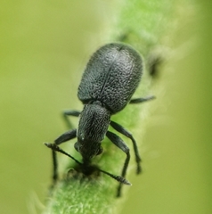 Auletini