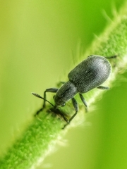 Auletini