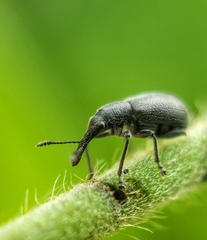 Auletini