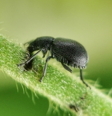 Auletini