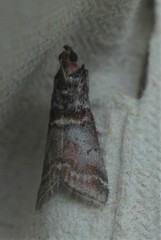 Acrobasis marmorea