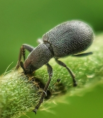 Auletini