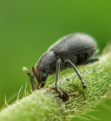 Auletini