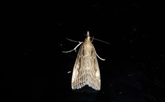 Eudonia octophora