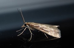 Eudonia octophora