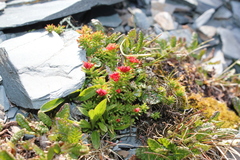 Rhodiola algida