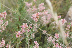 Atraphaxis frutescens