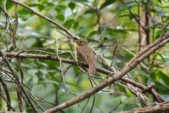 Cyornis