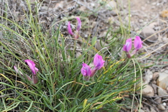 Oxytropis stenofoliola