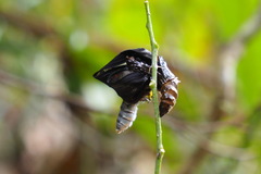 Delias pasithoe
