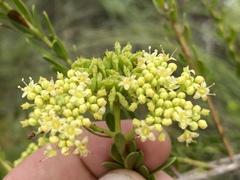 Platysace valida