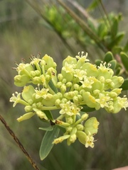 Platysace valida
