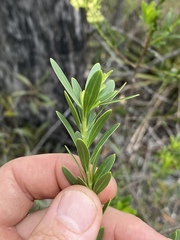 Platysace valida