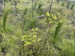 Platysace valida