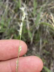 Urochloa holosericea