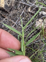Urochloa holosericea
