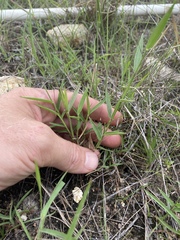 Urochloa holosericea