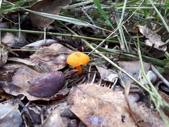 Agaricus trisulphuratus
