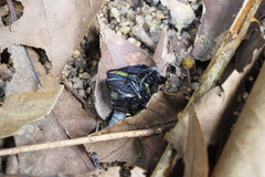 Delias pasithoe