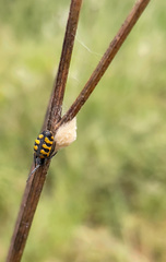 Araneus coccinella