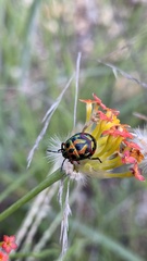 Calidea distinguenda