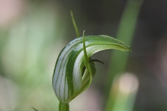 Pterostylis monticola
