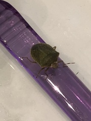 Nezara viridula