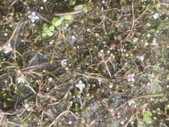 Crassula sinclairii