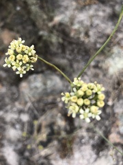 Lichtensteinia