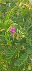 Tephrosia rhodesica