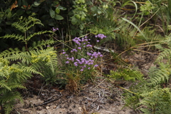 Pseudoselago verbenacea