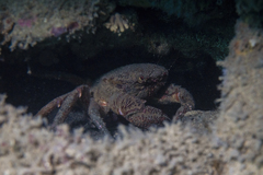 Nectocarcinus