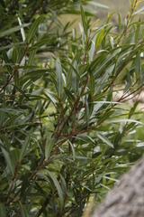 Cryptocarya angustifolia