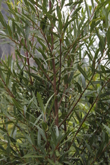 Cryptocarya angustifolia