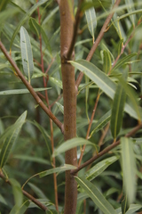 Cryptocarya angustifolia