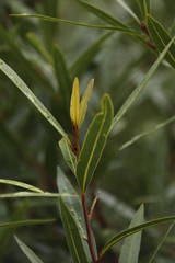 Cryptocarya angustifolia