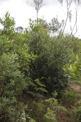 Cryptocarya angustifolia