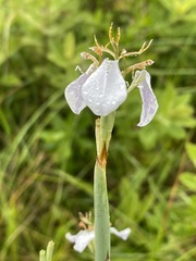 Moraea pubiflora image