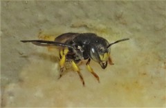 Severanthidium