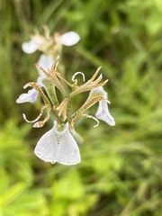 Moraea pubiflora image