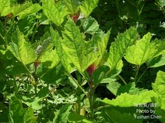 Chenopodium formosanum