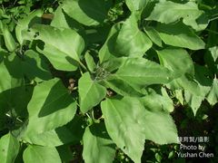 Chenopodium formosanum