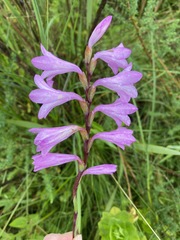 Watsonia bella
