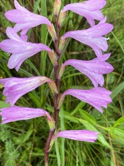 Watsonia bella