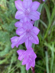 Watsonia bella