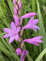 Watsonia bella