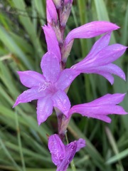 Watsonia bella